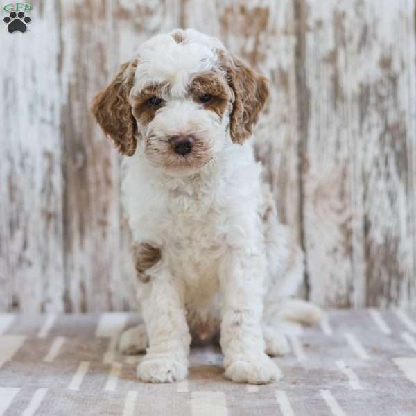 Hamilton, Mini Labradoodle Puppy